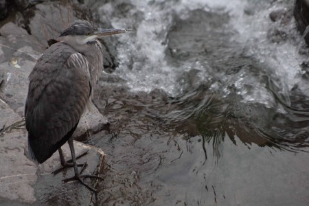 Siediti sulla riva del fiume e aspetta.....